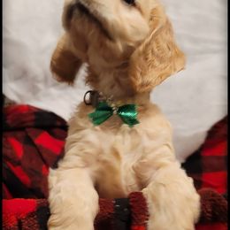 Cocker Spaniel Puppies from -PrincetonzSpanielz-