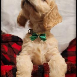 Cocker Spaniel Puppies from -PrincetonzSpanielz-