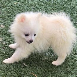 Gina Mae - White female Pomeranian puppy in San Diego, California from Socalpoms