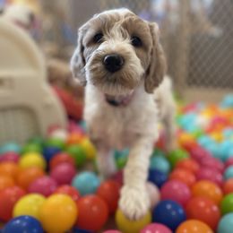 Goldendoodle Puppies from Sac River GoldenDoodles LLC