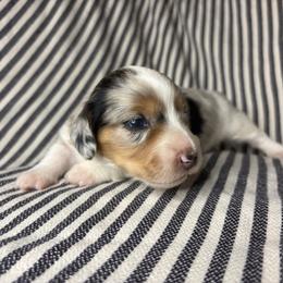 RB FEMALE 2 - Dapple female Dachshund puppy in Elkhart, Indiana from Hart City Dachshunds