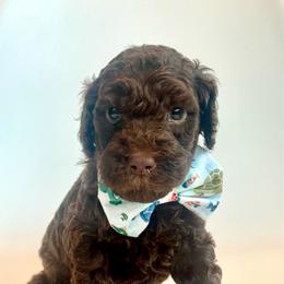 Toast - Chocolate male Goldendoodle puppy in Pulaski, Tennessee from Doodle My Heart