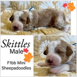 Sheepadoodle Puppies from Skye Valley Doodles