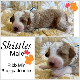 Sheepadoodle Puppies from Skye Valley Doodles
