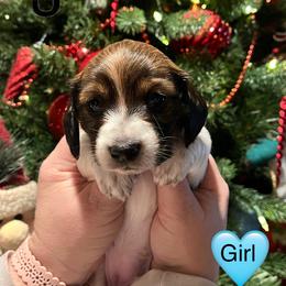 Dachshund Puppies from MJ Family Farm