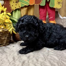 Boo - Black male Poodle puppy in Mabelvale, Arkansas from Durham's Designer Poos