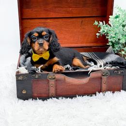 Bonnie - Black and tan female Cavalier King Charles Spaniel puppy in North Carolina from NC Doodle Puppies