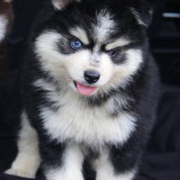 Hutch - Black and white male Pomsky puppy in Junction City, Ohio from JC Pups