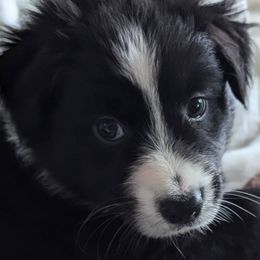 Australian Shepherds from Windsong Ranch Aussies