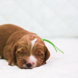 Dustin - Caramel red male Australian Labradoodle puppy in Diamond Bar, California from Furrytaildoodles