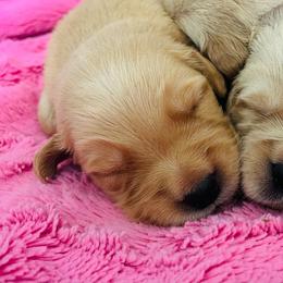 Winnie - Golden female Golden Retriever puppy in Blackfoot, Idaho from Ivy’s Goldens