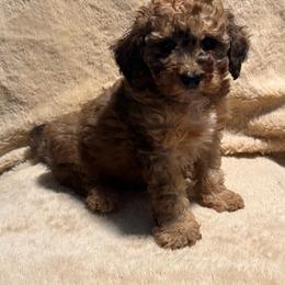 Patrick - Sable male Goldendoodle puppy in Lancaster, Kentucky from Dream Paws Puppies, LLC