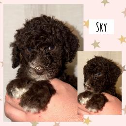 Sky - Phantom male Poodle puppy in Surprise, Arizona from Oh Doodles Doodlery