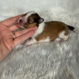 Jolene - Sable and white female Shetland Sheepdog puppy in Germantown, Tennessee from Huckleberry Farms Shelties