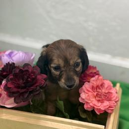 Tequila Daisy - Red female Dachshund puppy in Elko, Nevada from Willow Creek Acres Dachshunds
