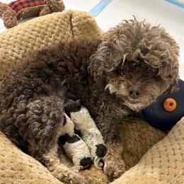 Havapoo puppies from Happytailspuppies