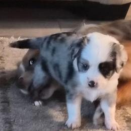 Azalea (Azzy) - Blue merle female Miniature Australian Shepherd puppy in Hobe Sound, Florida from KHA