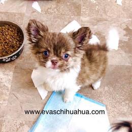 Blue Eye Beauty, price 9980 - Chocolate brindled fawn female Chihuahua puppy in Santa Rosa Beach, Florida from Eva's Chihuahua