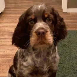 English Springer Spaniels, German Shorthaired Pointers, and Labrador Retrievers from LL Gun Dogs, LLC