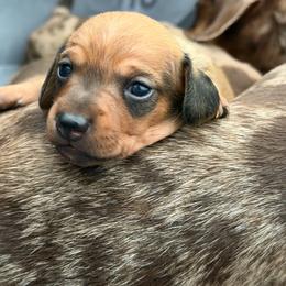Stella - Red female Dachshund puppy in Los Angeles, California from Dachshunds of the Desert