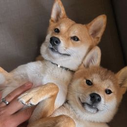 Shiba Inu from Belle City Shibas