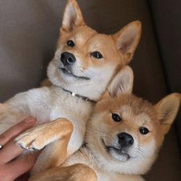 Shiba Inu from Belle City Shibas