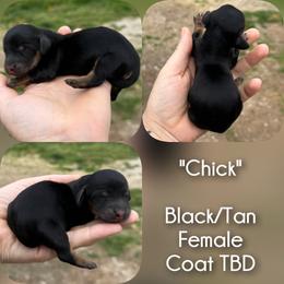 Chick - Black and tan female Dachshund puppy in London, Kentucky from Steele Half Acre Homestead