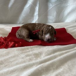 Red Collar Female - Red  female Goldendoodle puppy in Bradenton, Florida from Suncoast Goldendoodles