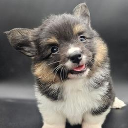 Ruby - Black and tan female Pembroke Welsh Corgi puppy in Tomball, Texas from Larsen Loved Corgis