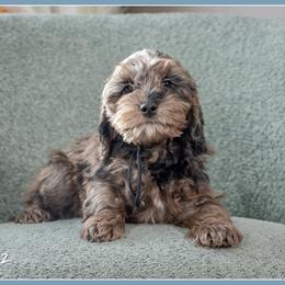 Blake - Merle male Cockapoo puppy in Connersville, Indiana from Deaz Doodle Ranch