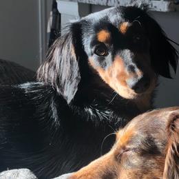Daisy - Dachshund