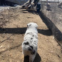 Australian Shepherd Puppies from Echolight Australian Shepherds