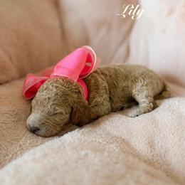 Lily - Apricot female Goldendoodle puppy in Noblesville, Indiana from R and H Doodles