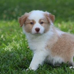 Gold boy 2 - Gold male Border Collie puppy in Tylertown, Mississippi from Cool Meadow Farms