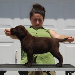 Labrador Retriever Puppies from Lost Woods Labradors