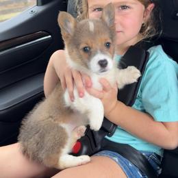 Poppy - Sable female American Corgi puppy in Okeechobee, Florida from HotShot Kennels