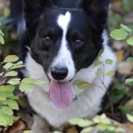Cardigan Welsh Corgis and Scottish Terriers from Cheeky Corgi Cardigans