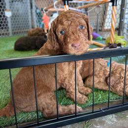 David Austin (Black Boy) - Red  male Poodle puppy in Winterville, Georgia from Villa Rosa Poodles