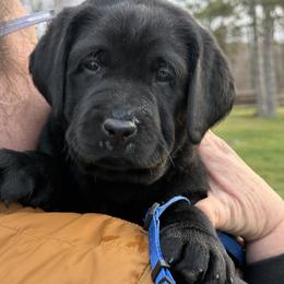 Labrador Retriever Puppies from Bad River Labradors