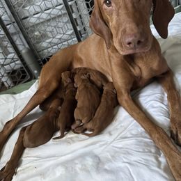 Boy 2 - Golden rust male Vizsla puppy in Lake City, Florida from Countryside Vizsla's