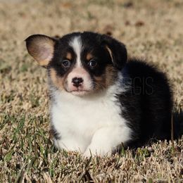 Edward - American Corgi puppy from Native Corgis