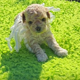 Honey - Cream female Cavapoo puppy in Dallas, Texas from Halo's Heroes Doodles