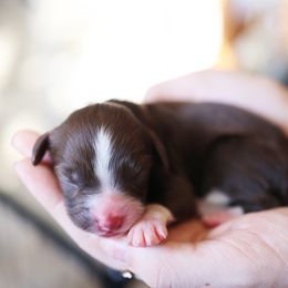Aussiedoodle and Australian Mountain Doodle Puppies from Farmstead Doodles