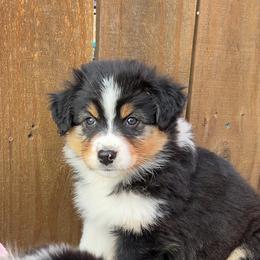 Chanel - Black tri-color female Australian Shepherd puppy in Kearney, Nebraska from Helix Aussies