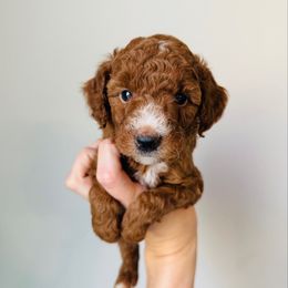 Henry - Red  male Goldendoodle puppy in Auburn, Indiana from Martin’s Doodles