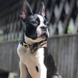 Tre - Boston Terrier