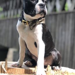 Tre - Boston Terrier