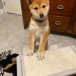 Shiba Inu Puppies from SWFL Shiba Inu Association