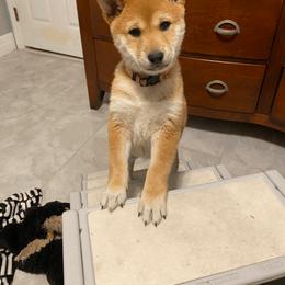 Shiba Inu Puppies from SWFL Shiba Inu Association