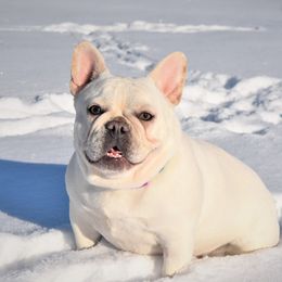 Pina Colada - French Bulldog